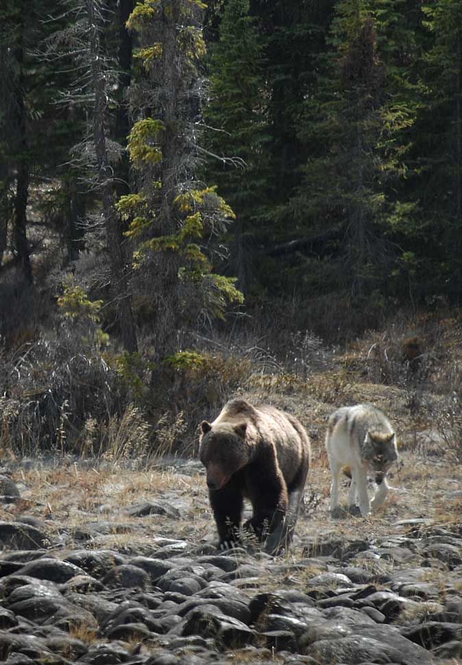 two brown bears walking in the woods near some rocks and trees, with one bear looking at the camera