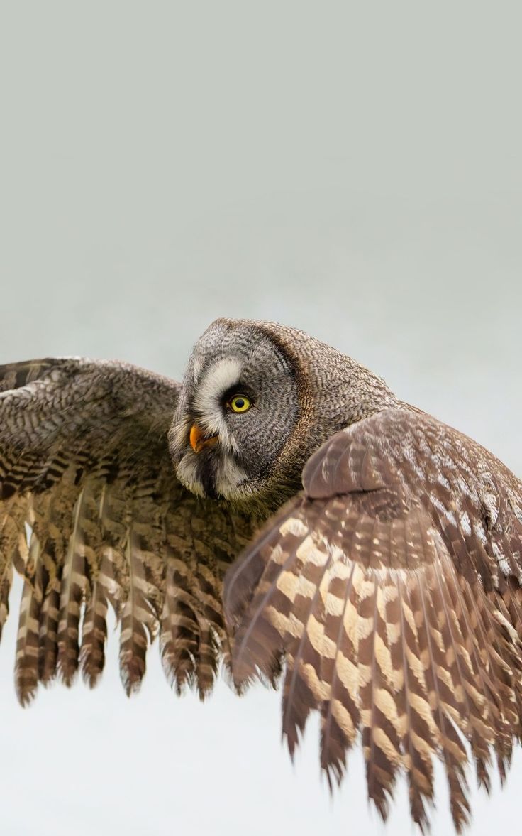 an owl spreads its wings as it flies through the air in front of grey skies