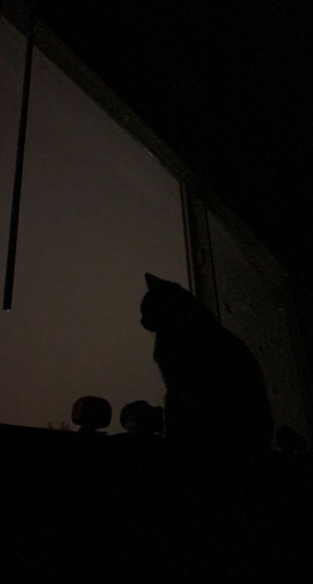 a black cat sitting on top of a window sill next to a light bulb