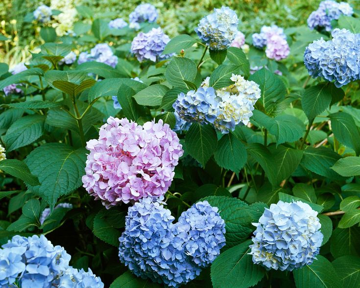 blue and pink flowers are growing in the garden