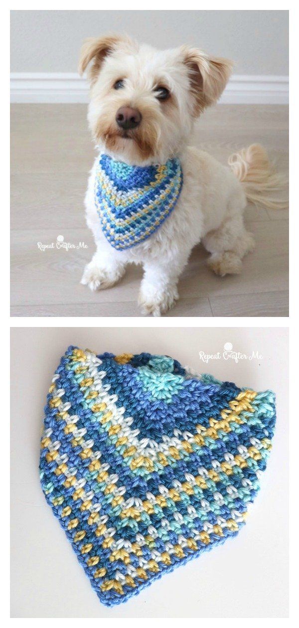 a dog wearing a blue and yellow crochet scarf