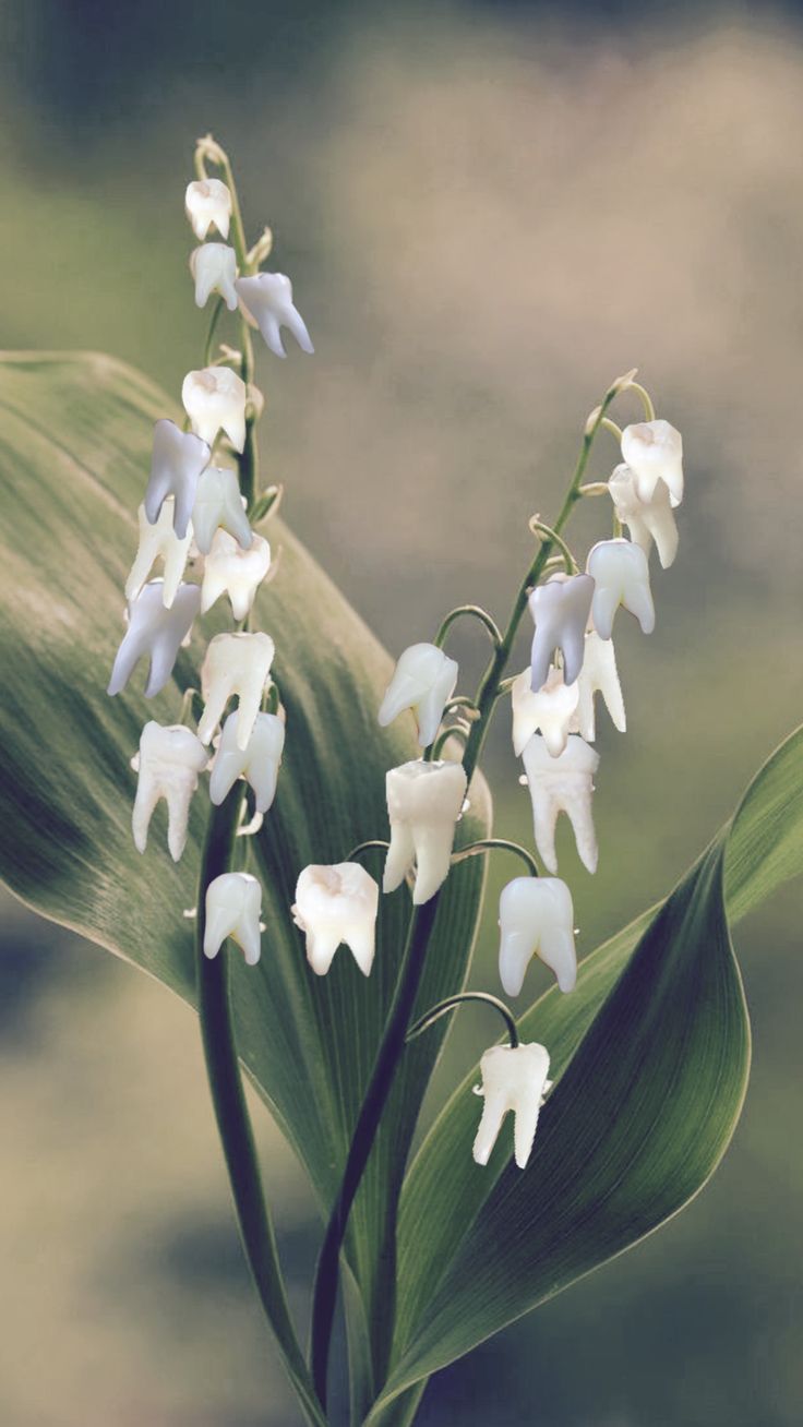 white flowers are blooming on a green plant with long leaves in the foreground