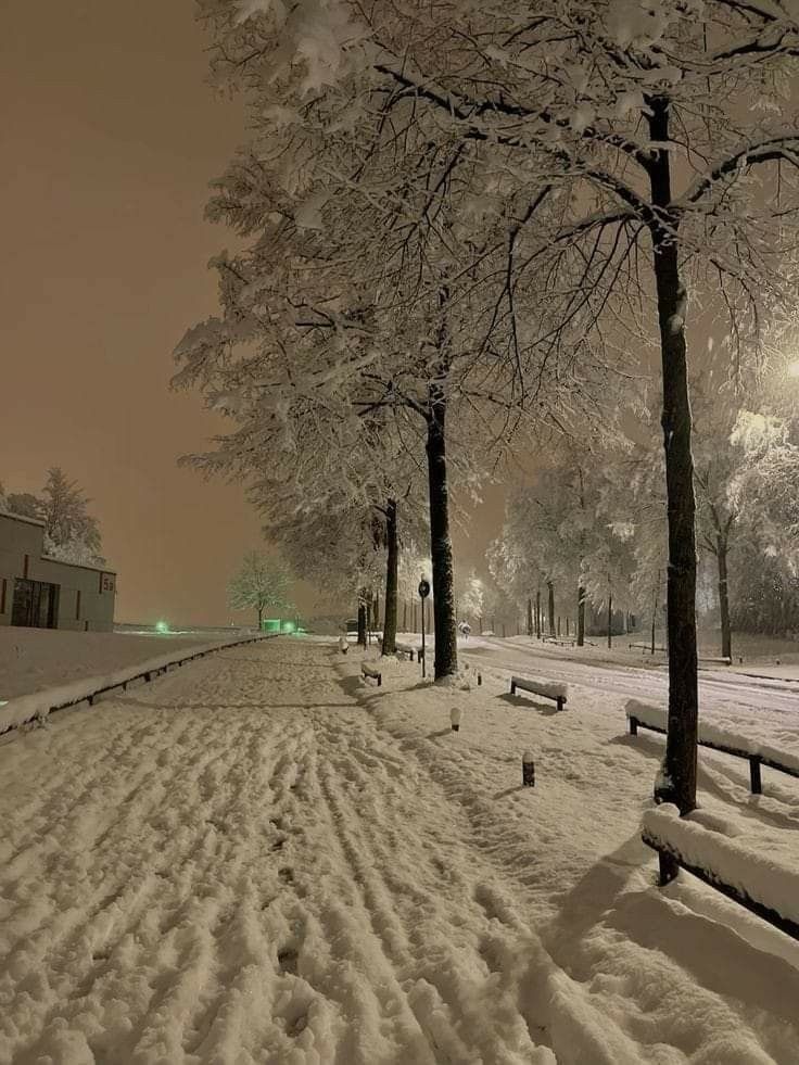 a snowy street lined with trees and benches