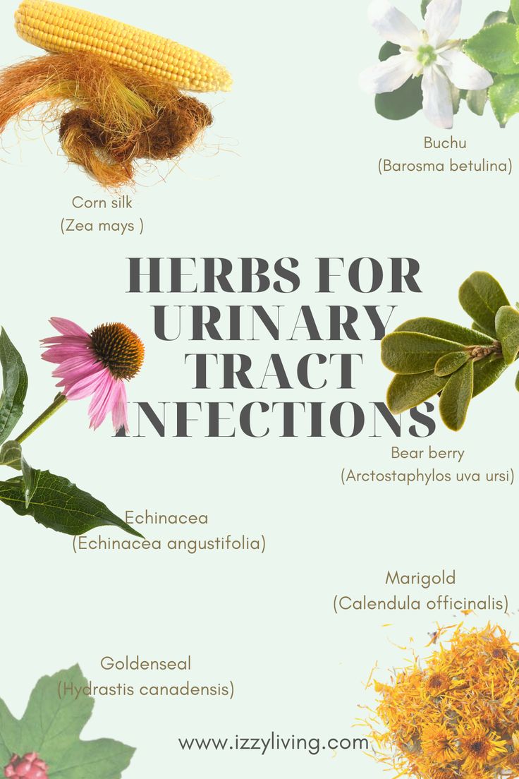 Urinary tract infections are so horrible to deal with but there are lots of herbs that can provide relief. Try and have these herbs on hand to recover quickly from a UTI. Uva Ursi, Healing Plants, Acne Remedies, Homeopathic Remedies, Urinary Tract, Different Plants, Natural Medicine, Herbal Medicine, Herbal Remedies