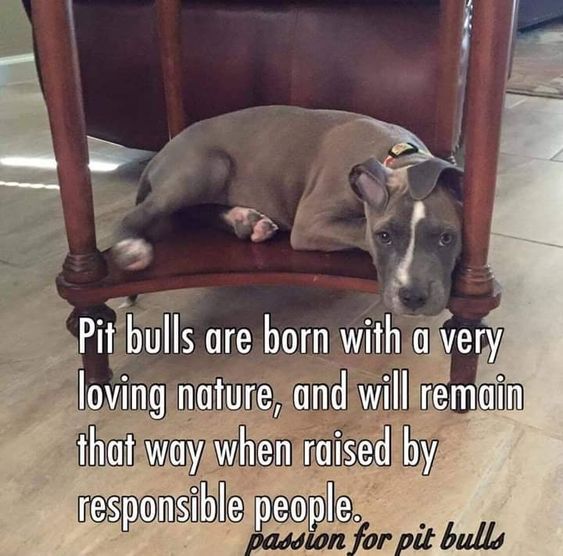 7/30/19 Pitbull Quotes, Pit Bull Love, Pitbull Lover, Hate People, Pitbull Puppies, Bull Terrier Dog, Bully Breeds, Pit Bull Terrier, Pit Bulls