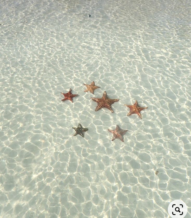 five starfish in shallow water on sandy beach