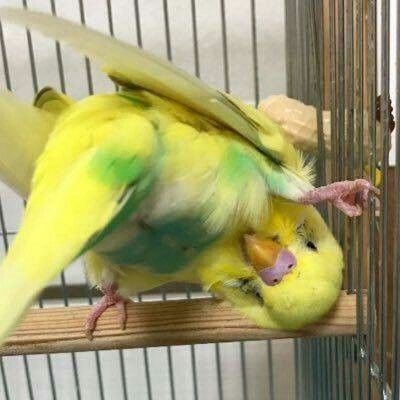 a yellow and green parakeet sitting on top of a perch in a cage