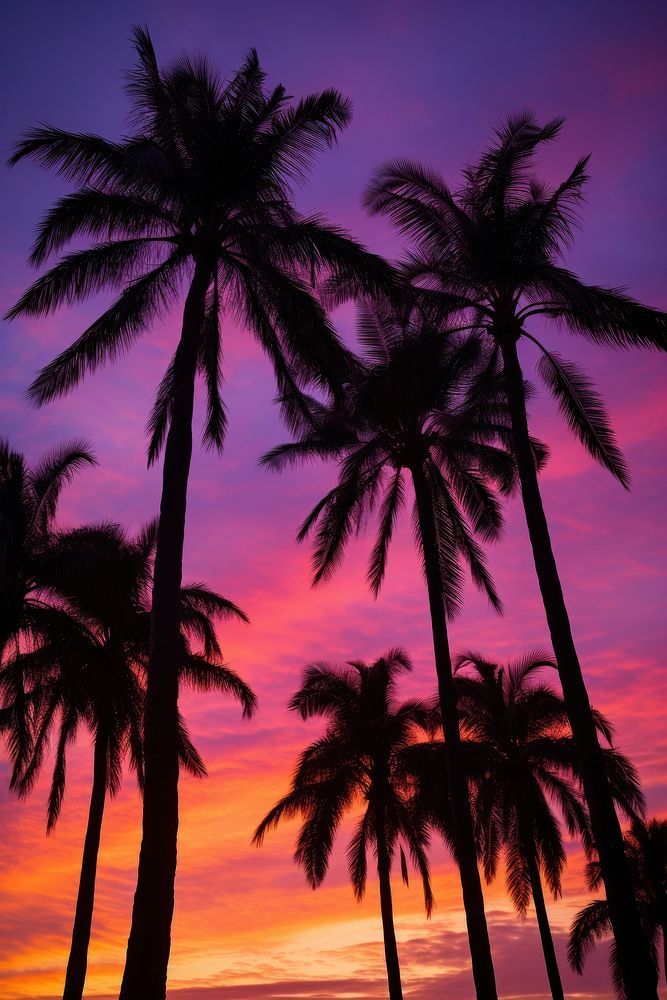 palm trees are silhouetted against a colorful sunset