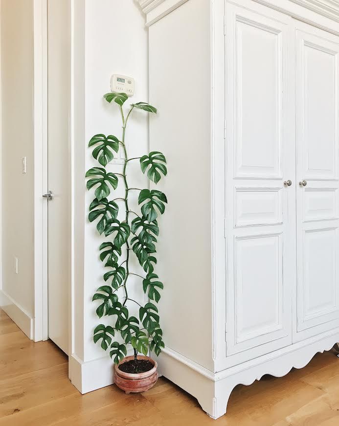 a potted plant sitting on top of a wooden floor next to a white cabinet