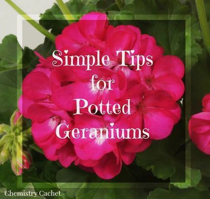 pink flowers with green leaves and the words, simple tips for potted geraniums