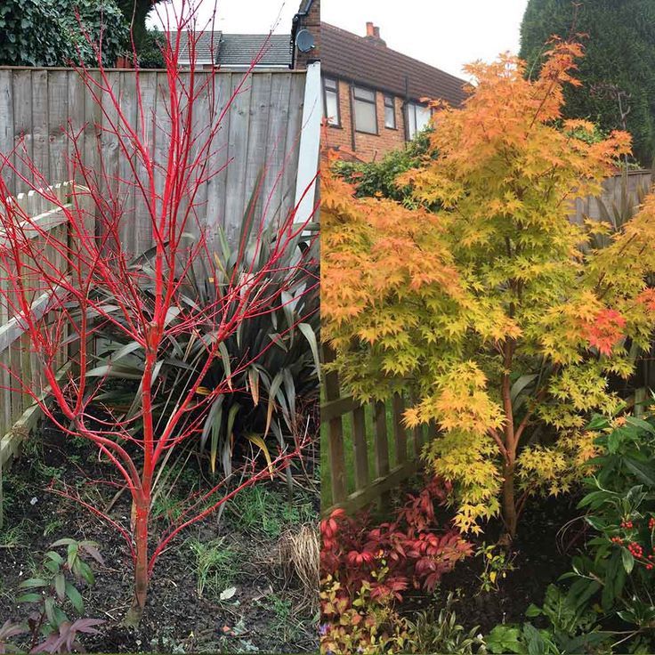 two different types of trees and shrubs in a garden, one with red leaves on it