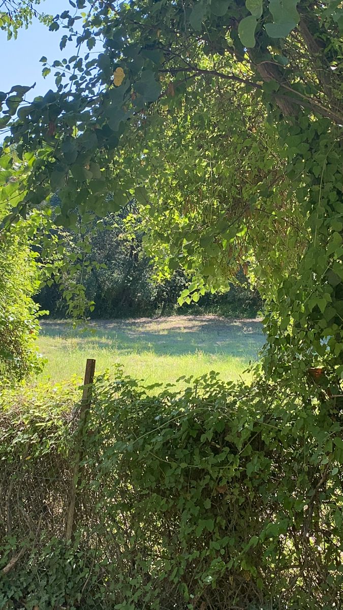 an open field surrounded by trees and bushes, with a fence in the foreground