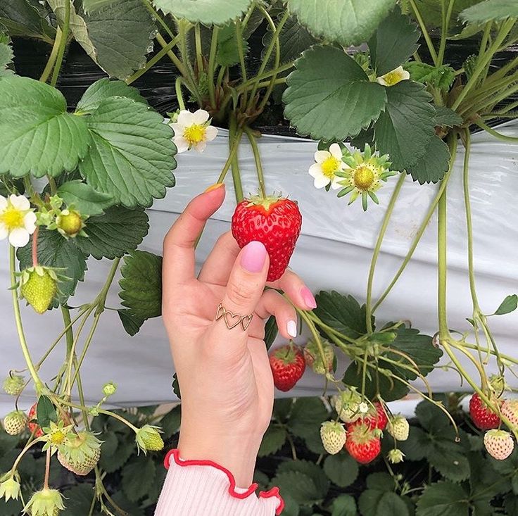 a woman holding up a strawberry in front of some strawberries on the vine and flowers