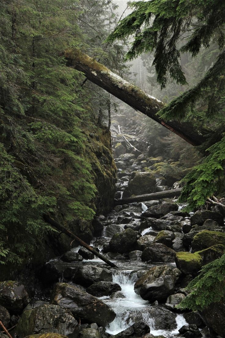 a stream running through a forest filled with lots of rocks and green mossy trees