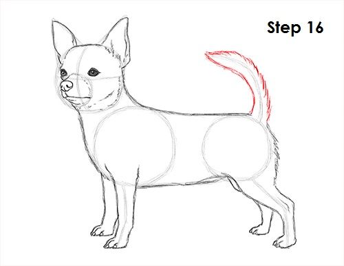 how to draw a dog step by step