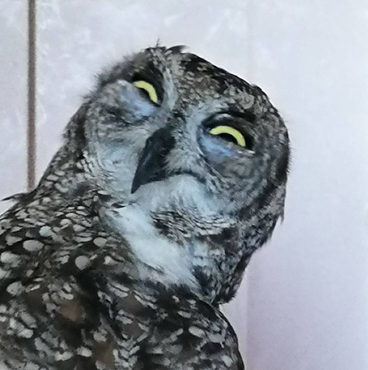 an owl with yellow eyes is standing in front of a tile wall and looking at the camera