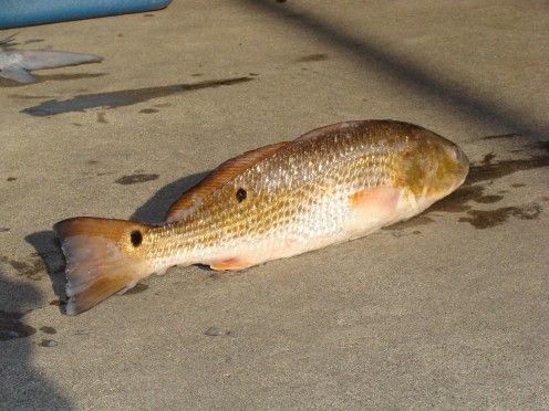 a fish that is laying on the ground