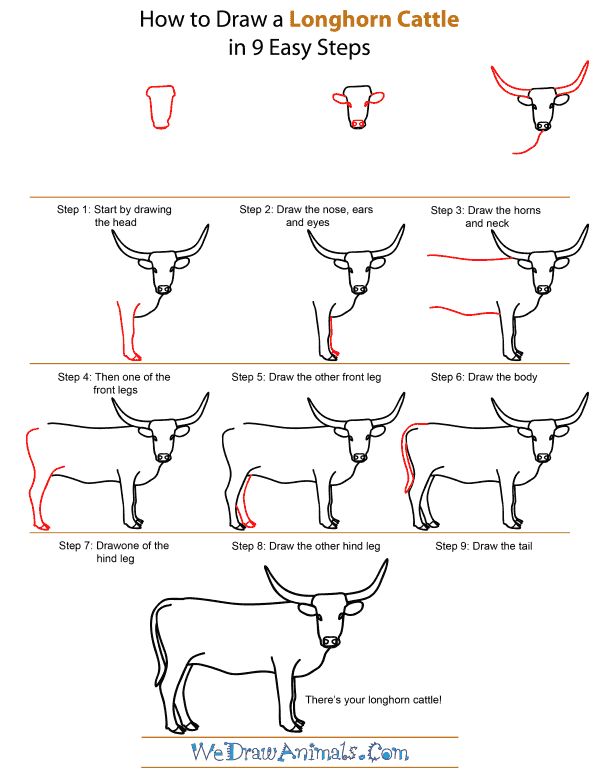 how to draw a longhorn cattle in 9 easy steps step by step instructions for beginners