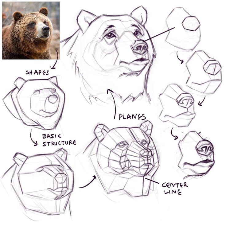 the bear's head is shown with different shapes and sizes, including an animal's head