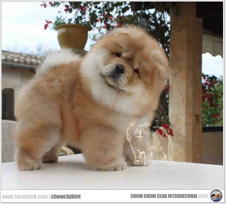 a small brown and white dog standing on top of a table