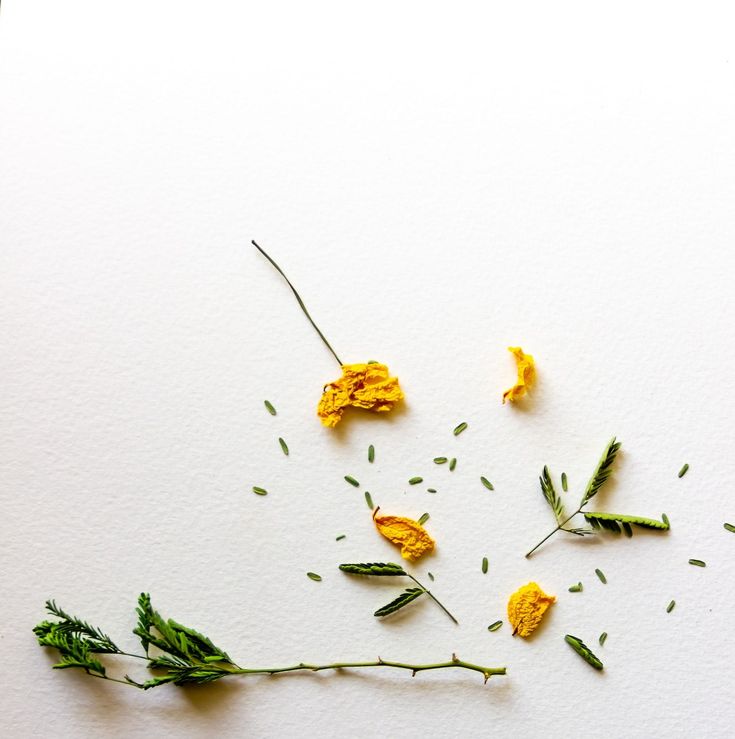 some yellow flowers and green leaves on a white surface