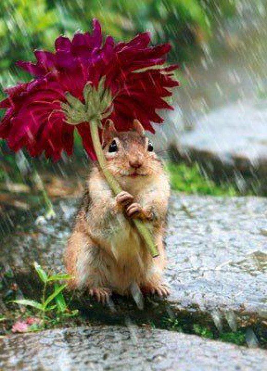 a squirrel with a flower in its mouth and the words, i'll bring the umbrella