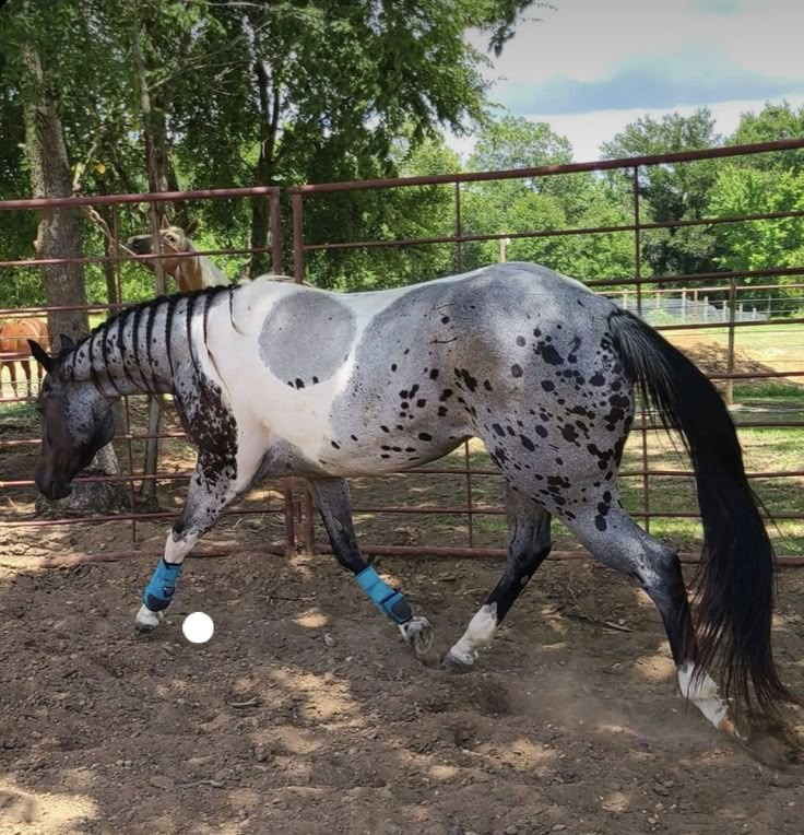 a white and black horse with blue socks on it's legs running around in the dirt