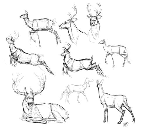 sketches of deer laying down and standing in different positions, including the head to tail