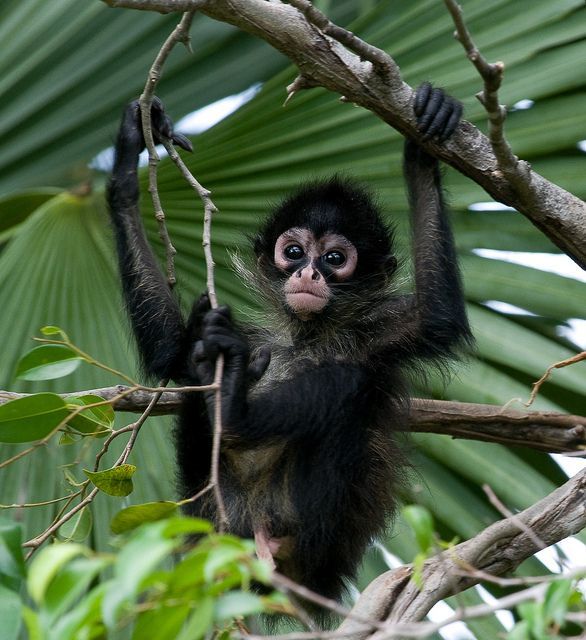 a black and white monkey hanging from a tree branch