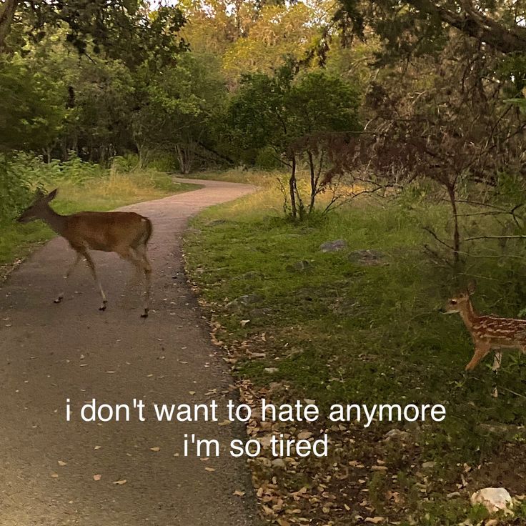 a deer that is walking down a path in the woods with a quote on it