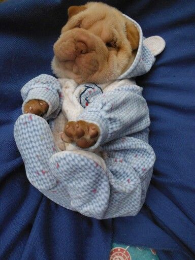 a stuffed dog is laying on top of a blue blanket with its head resting on the pillow