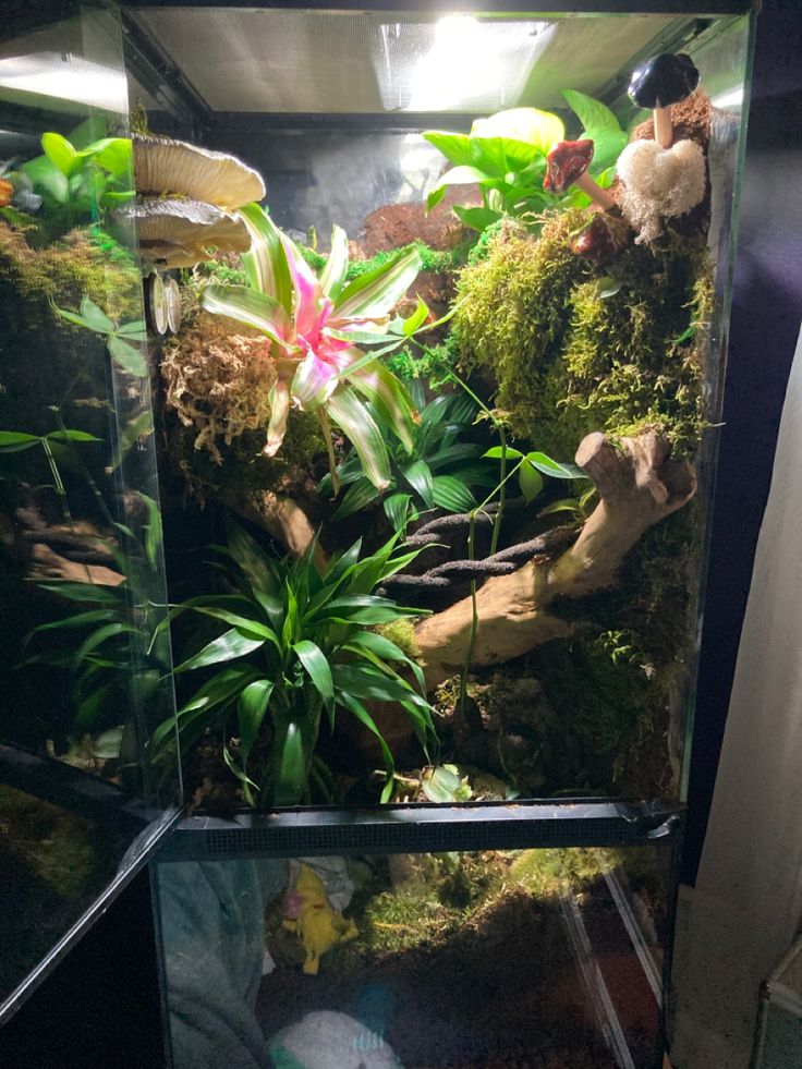 an aquarium filled with plants and rocks