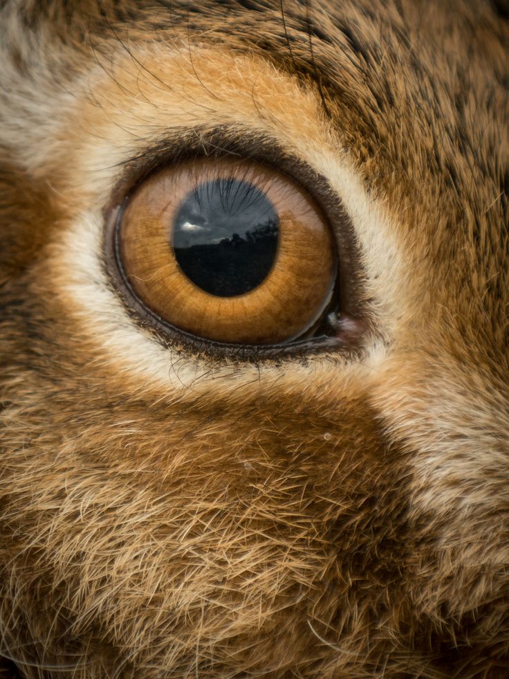 an animal's eye is shown in this close up photo