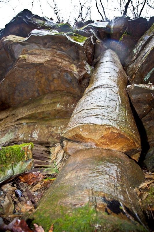 a large tree that is in the middle of some rocks with moss growing on it