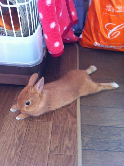 a small brown rabbit laying on the floor next to a cage with clothes in it