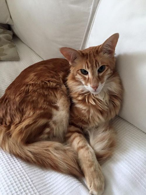 an orange cat sitting on top of a white couch