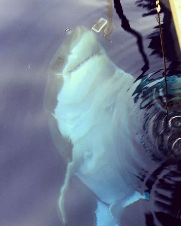 a large white shark swimming in the water