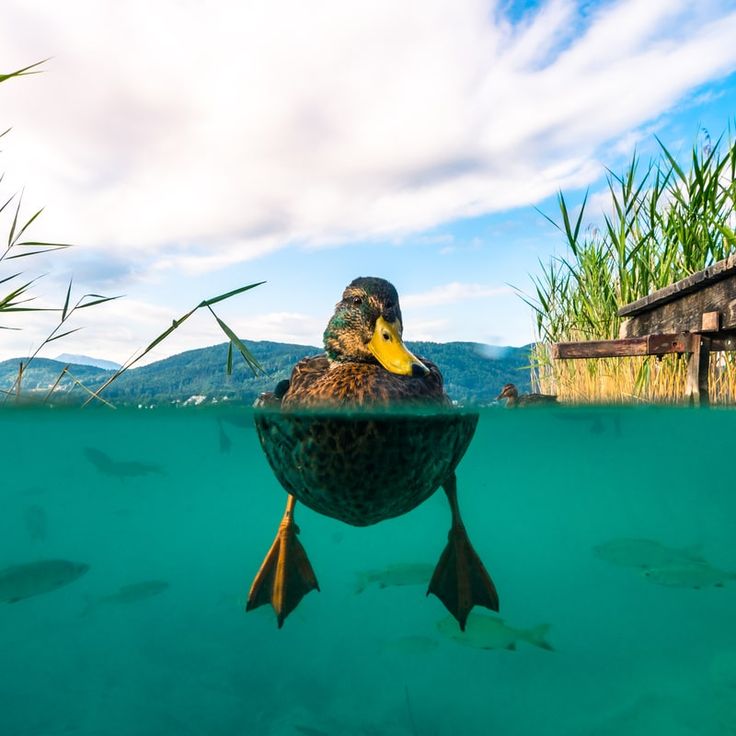 a duck floating in the water near some reeds