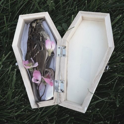 an open box with a bird in it on the ground next to flowers and grass