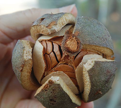 a person holding an open nut in their left hand, with the shell removed from it