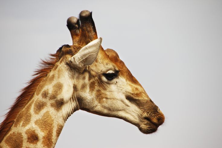 a giraffe standing in front of a gray sky with its head turned to the side