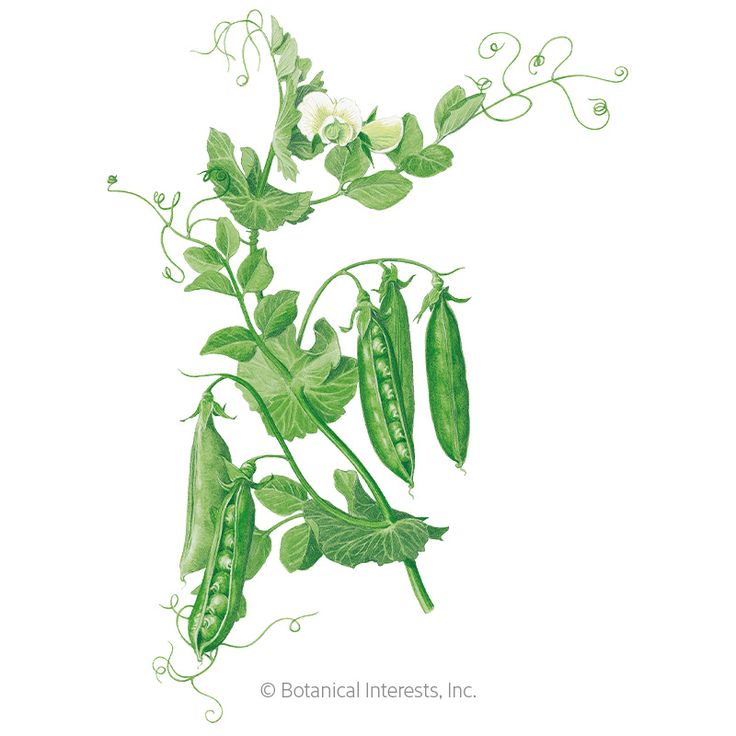 peas are growing on the plant with green leaves and white flowers in their pods