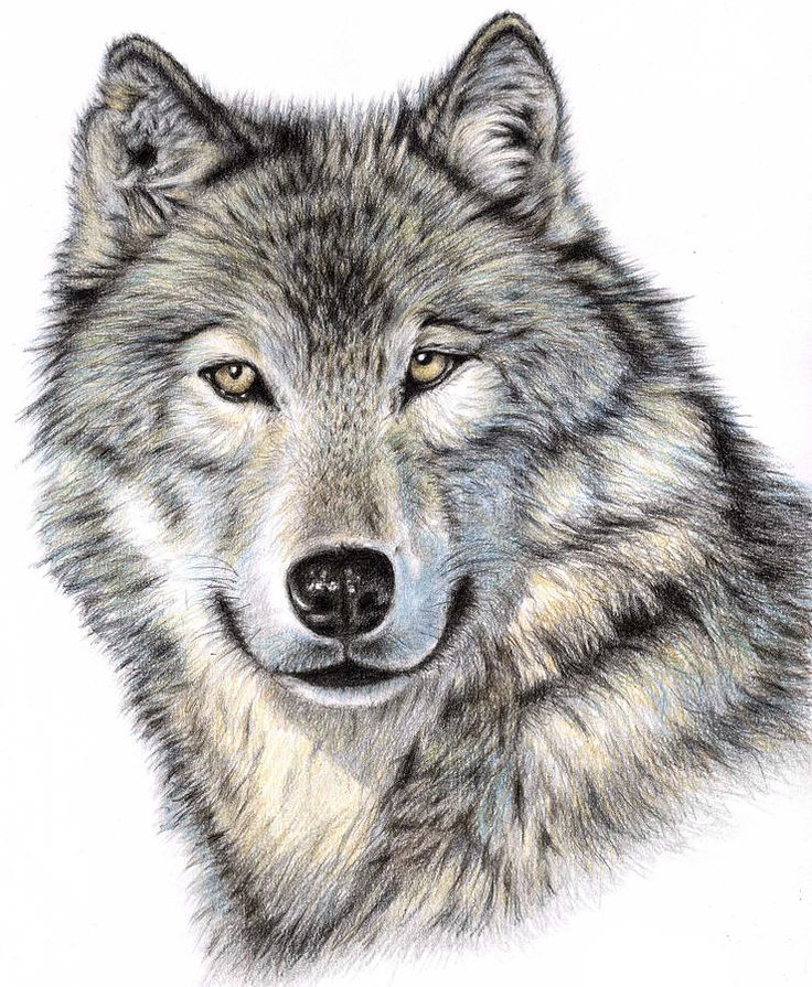 a drawing of a wolf's face