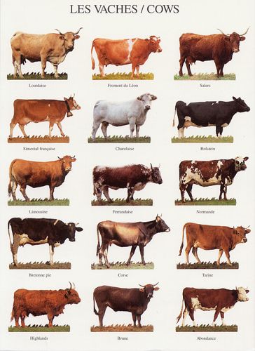 an image of cows that are standing in the grass with their names on each one