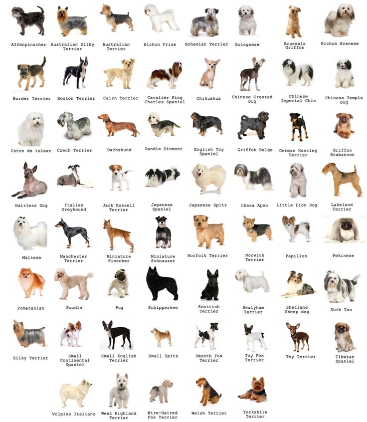 an image of dogs that are all different colors and sizes on a white background with words below it