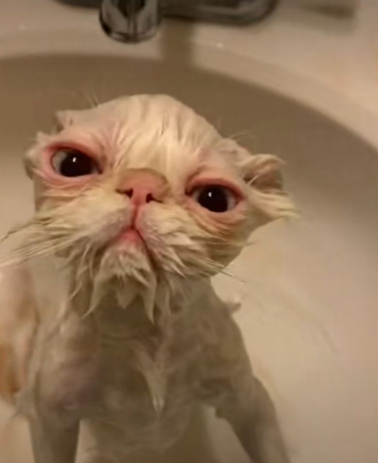 a white cat sitting in a sink with it's eyes wide open