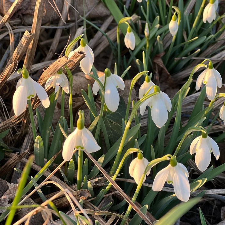 some white flowers are growing in the grass