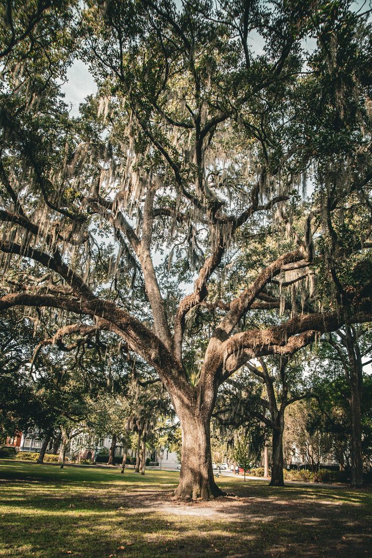 a large tree with spanish moss hanging from it's branches in the middle of a park