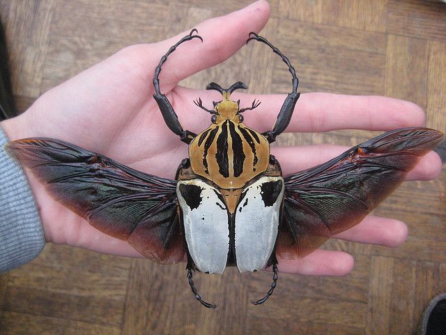 a large insect sitting on top of a person's hand