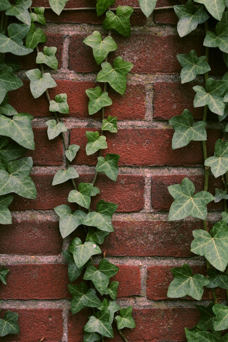 ivy growing up the side of a red brick wall, with green leaves on it